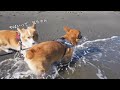 逃げ遅れて、ビチャビチャになった犬【コーギー】【マンチカン】