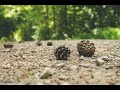 Footsteps on Stone Path - [1 Hour ASMR]
