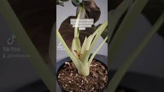 Alocasia Black Velvet Care