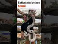 कभी देखा है ये जालीदार अजगर reticulated python snake top tube tranding viral shorts toptube