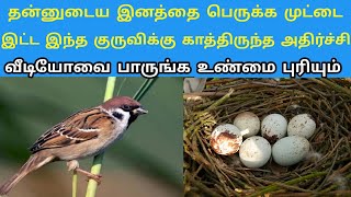 தன்னுடைய இனத்தை பெருக்க முட்டை இட்ட இந்த குருவிக்கு நடந்த சம்பவம் Tamil kilavan