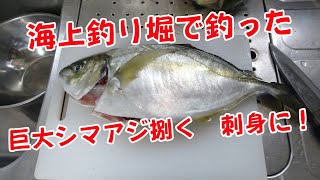 #2 海上釣り堀で釣った巨大シマアジを刺身に捌いて美味しくいただきました！