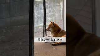 『とんの家から′23 確定』#柴犬  #北の国から