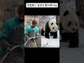 멍얼 잘생긴 황사육사님 판다짤 panda 명이 menger