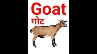 Goat  hindi meaning with photo