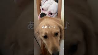 隙間から🐶🐶ゴールデンレトリバー　ボクサー犬