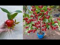 Best Techniques for Growing Java Apple Tree from Java Apple Fruit & Aloe Vera | Grafting Java Apple