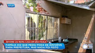 Árvore cai em casa após solicitação de poda à Prefeitura de São Paulo