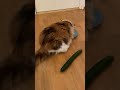 Cat vs Cucumber