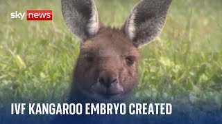 Scientists create first Kangaroo embryo using IVF