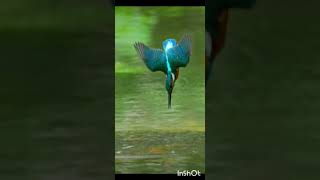 Kingfisher diving water catching fish