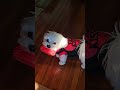 maltese on ❤️ day malteseofficial cutemaltese pets maltesemoments cuteness doglife puppy