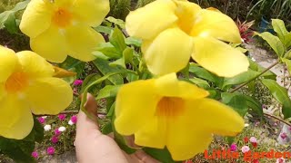 मरते सूखते हुए allamanda plant को कैसे सही करें🌱👍