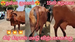 அழகிய கிர் கிராஸ் மாடு விற்பனைக்கு gir cross cow for sale #cattle#gir#cowsale#dairyfarm#jersey#hf