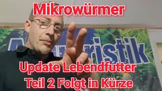 MIKROWÜRMER [Lebendfutter Zucht] Update + Fütterung TEASER #aquaristik #shorts #lebendfutter