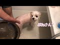 お風呂に入ることを完全に拒否してしまったマルチーズの子犬　complete refusal of bath