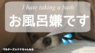 お風呂に入ることを完全に拒否してしまったマルチーズの子犬　Complete refusal of bath