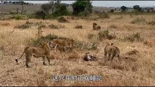 它只要一出现，所有动物都会围上来乖乖趴好，就连鳄鱼也不例外