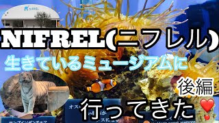 NIFREL(ニフレル)生きているミュージアムに行ってきた❣️ 後編