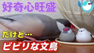 好奇心旺盛だけどビビリな文鳥～ポーちゃんの放鳥タイムに密着！