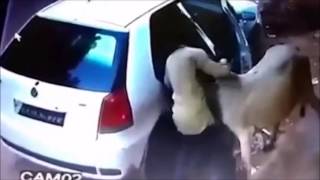 Indian man kidnaps a Cow in his Car Back Seat !!