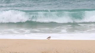 4K【自然音】水晶浜 波の音 3時間 癒やし ASMR