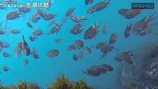 長崎県平戸宮ノ浦②・尾上島西の猛烈なエサ盗りを攻略～富田聡～