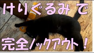 【黒猫ミータン】「けりぐるみ」に翻弄されるネコ