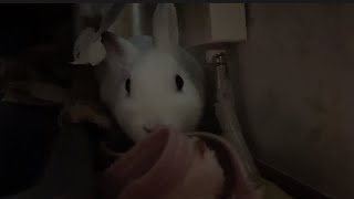 さくちゃん、ほりほりして〜🐇💨