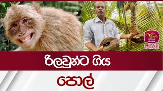 රිලවුන්ට ගිය පොල්| Rupavahini News