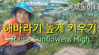 해바라기 높게 키우는 방법 길게 키우기 Grow sunflowers 닭들의 정원 가꾸기 닭장 꽃가꾸기