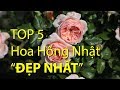 Top 5 hoa hồng Nhật 