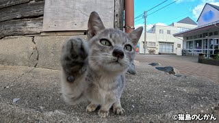 近寄って来てくれた愛され上手な子猫が可愛い