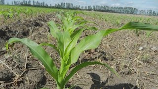 From the Farm: Applying sulfur to corn