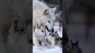 Majestic Snow White Wolve: Playful Wolf Pups With Cat Cub Explore a Winter Wonderland\