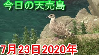 ウミネコの雛、親と一緒の子と1人で飛ぶ子を見たジョギング馬鹿。2020年7月23日