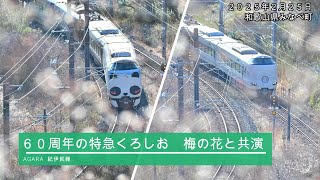 60周年の特急くろしお　梅の花と共演