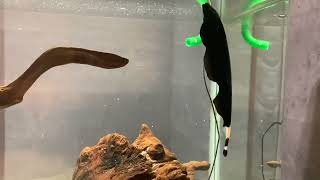 大変！ブラック•ゴーストなのに白いモヤモヤが！【Black ghost knife fish  and Leopard bush fish】