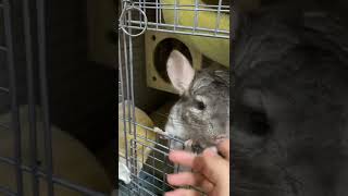 飼い主とチンチラの戯れ～ Playing with the owner and the chinchilla～#Shorts