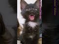 Best Funny Animal Videos 2024 🎶 - Meowzique Hits 😂 #shorts