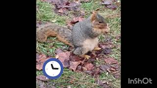 Putrid Poison Productions Presents RoadKill ' Real or Unreal ' Squirrel Feeding Frenzy Decker