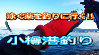 小樽港釣り　泳ぐ「薬」を釣りに行く!!　【北海道石狩湾・小樽釣り】2022.8.7