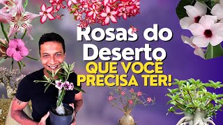 Rosas do deserto OBRIGATÓRIAS!