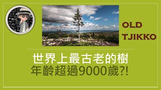 世界上最古老的樹 Old Tjikko 年齡超過9000歲?〈知識補給站〉