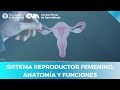 Anatomía y Funciones del Sistema Reproductor Femenino