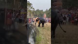 വാഴാളികാവിൽ വിരണ്ട് ഓടിയ ആന #elephantattack #2022