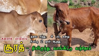 ஒரிஜினல் கிர் மாடு கன்று ஈன்று 2 நாட்கள் ஆகுது 4 பல் மாடு விற்பனைக்கு