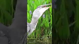 Great blue heron fishing by the big pond 大蓝鹭大水塘边捕鱼 #birds #birdslover #animal  #鸟类摄影 #人与自然