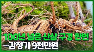 [시선두기] 100년 넘은 산삼 구경 한번…감정가 9천만원 / 연합뉴스TV (YonhapnewsTV)