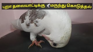 புறா தலையாட்டிக்கு 🕊️மருந்து கொடுத்தல்